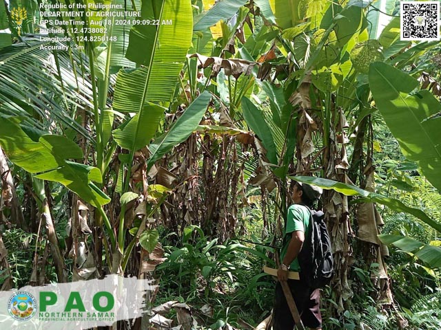 NORTHERN SAMAR PUSHES ABACA PRODUCTION TO A HIGHER LEVEL
